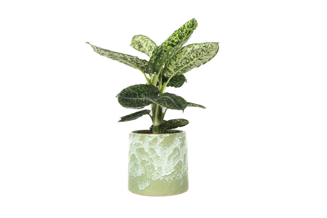 Dieffenbachia 'Reflector'