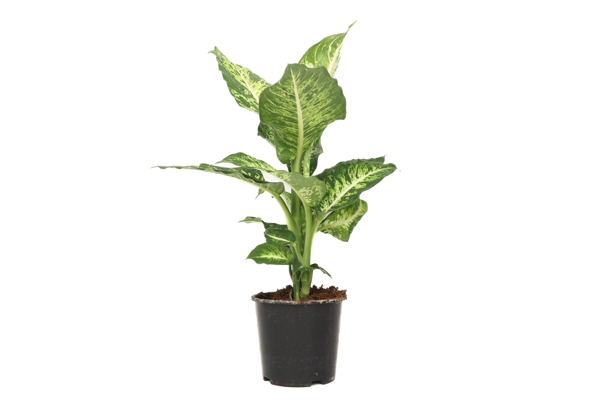 dieffenbachia mars Dieffenbachia 'Mars' – Conservatory Archives