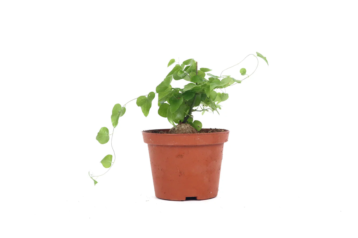 Dioscorea elephantipes – Conservatory Archives