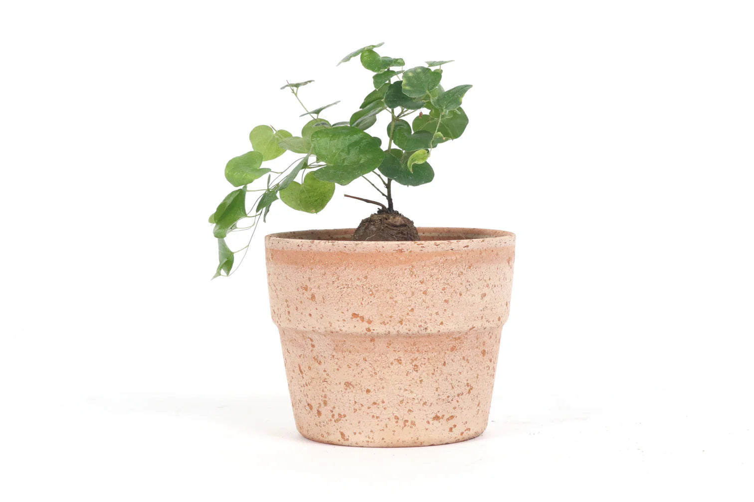 Dioscorea elephantipes – Conservatory Archives
