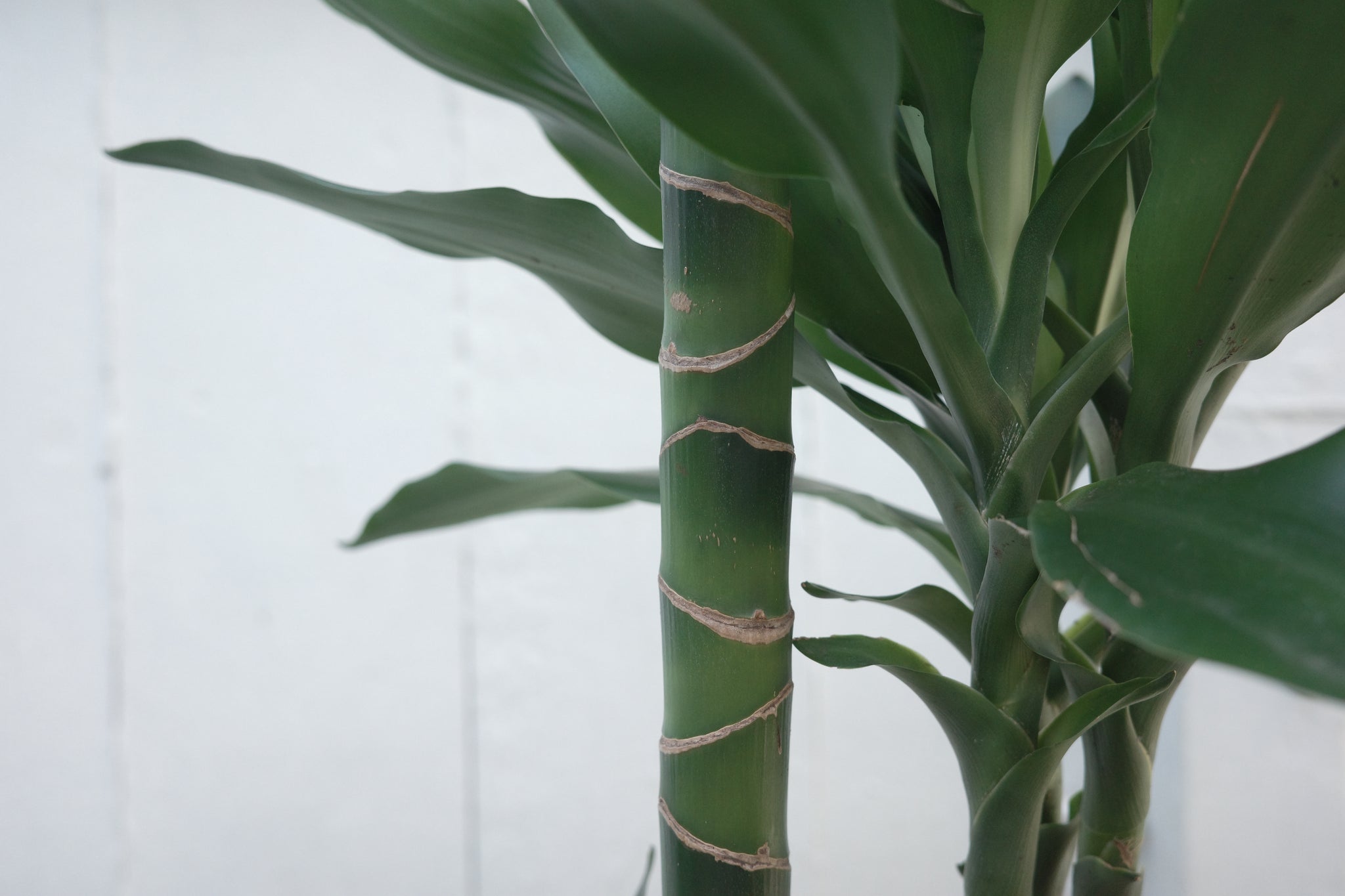 dracaena fragrans janet lind Dracaena fragrans 'Janet Lind' – Conservatory Archives