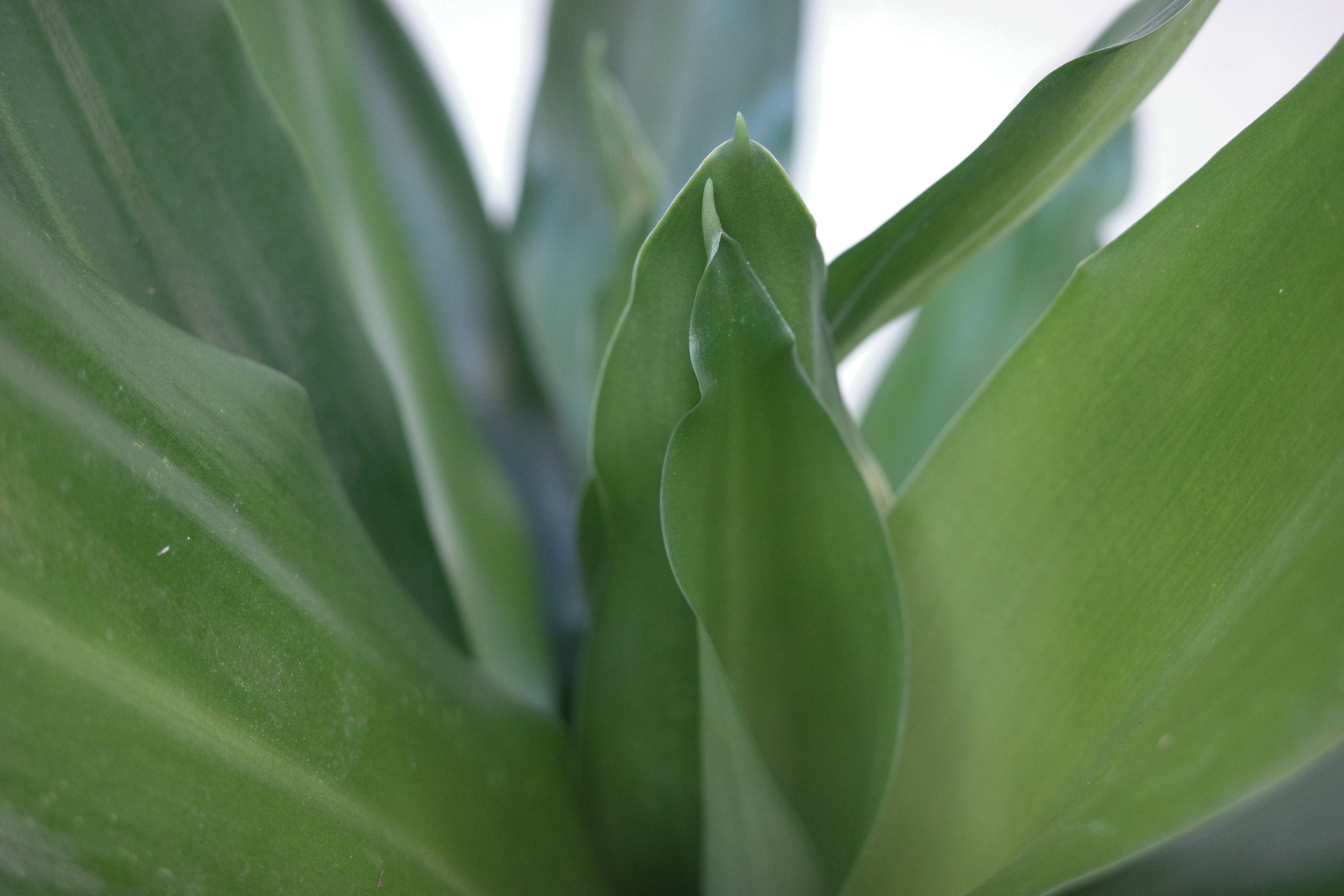 dracaena fragrans janet lind Dracaena fragrans 'Janet Lind' – Conservatory Archives