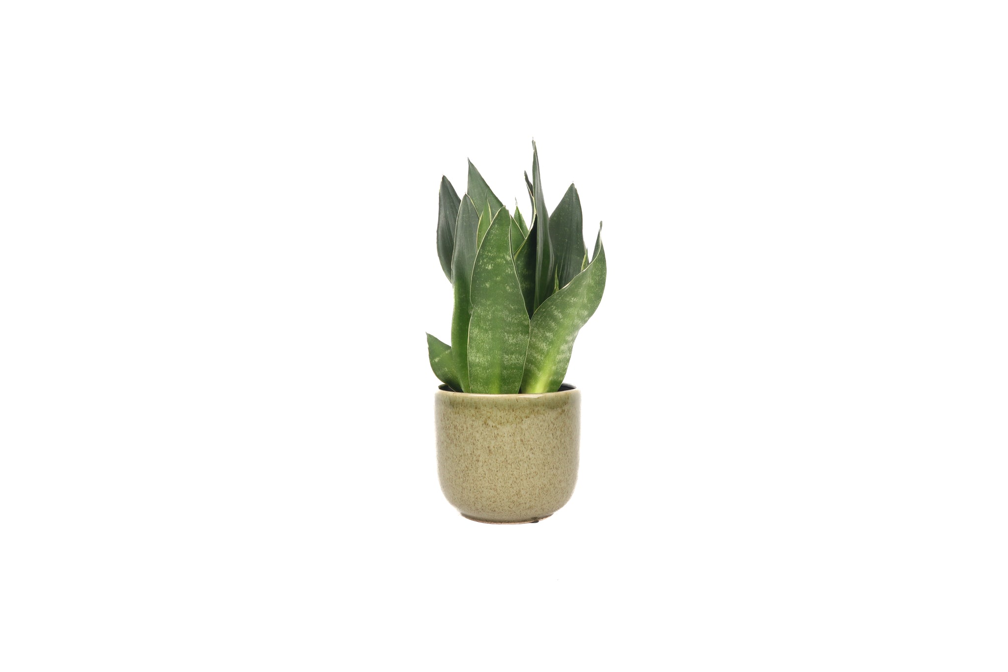 Dracaena (Sansevieria) trifasciata – Conservatory Archives
