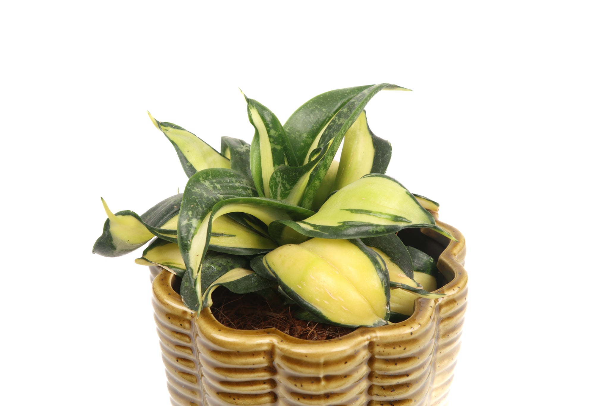 dracaena hahnii Dracaena (Sansevieria) trifasciata 'Golden Hahnii' – Conservatory Archives