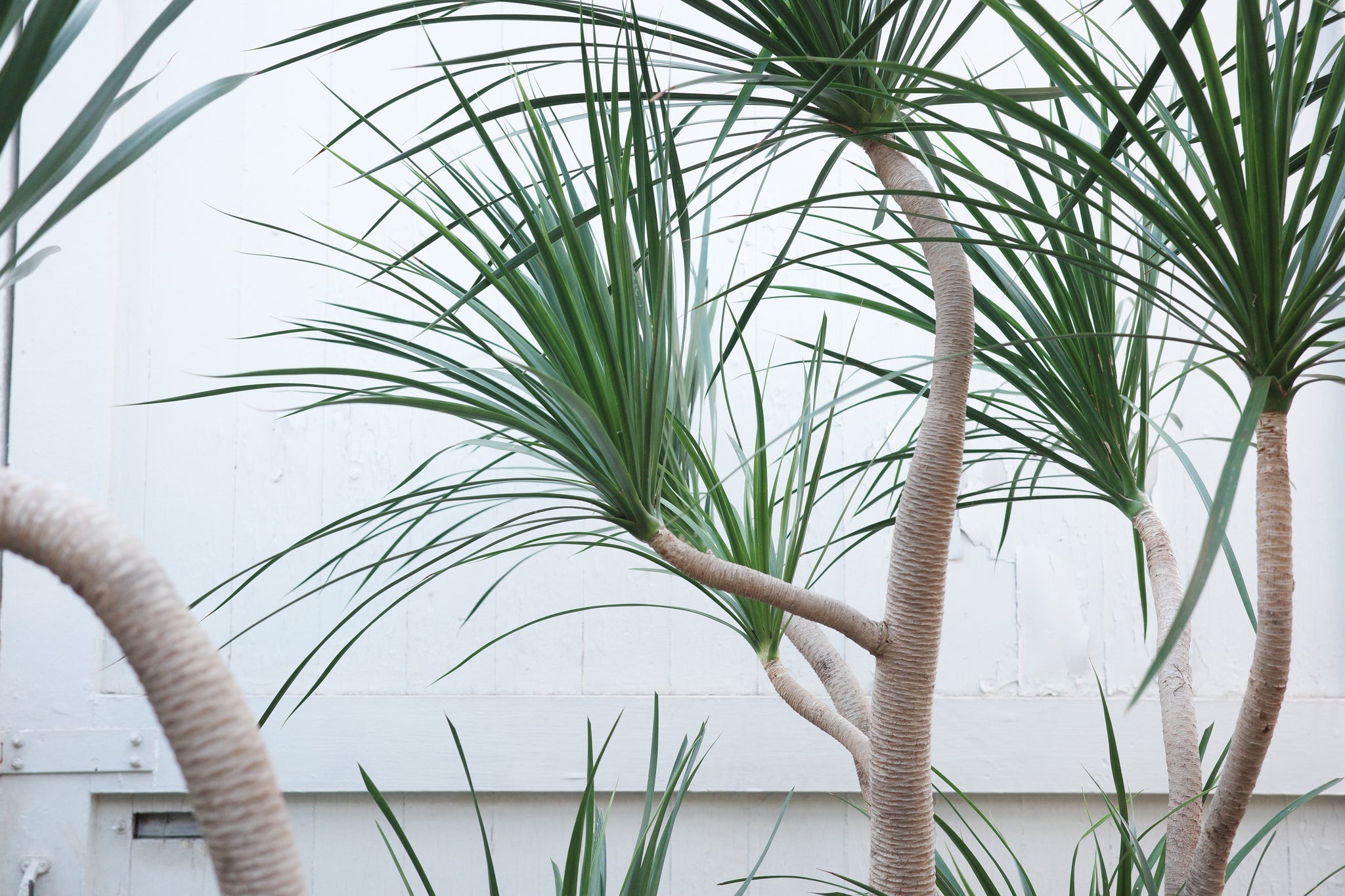 dracaena draco pflege Dracaena draco 'Compact' Specimen 67 / 265 – Conservatory Archives