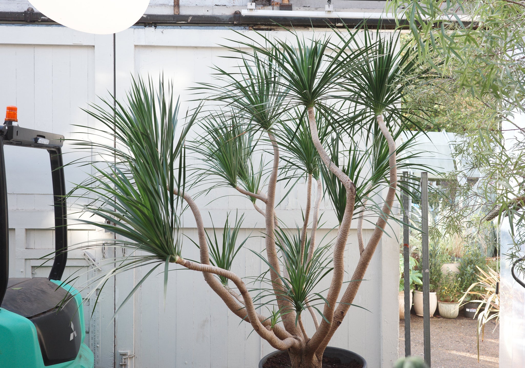 dracaena outdoors uk Dracaena draco 'Compact' Specimen 67 / 265 – Conservatory Archives