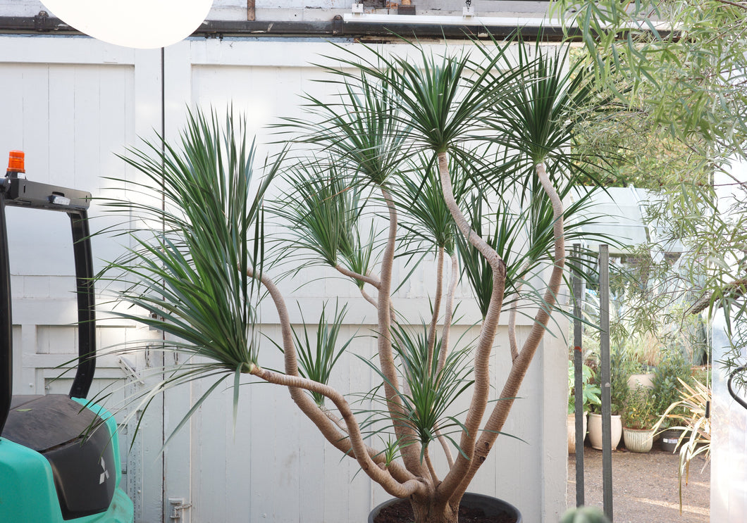 Dracaena draco 'Compact' Specimen 67 / 265