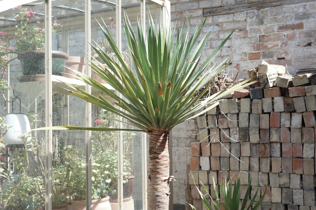 Dracaena draco