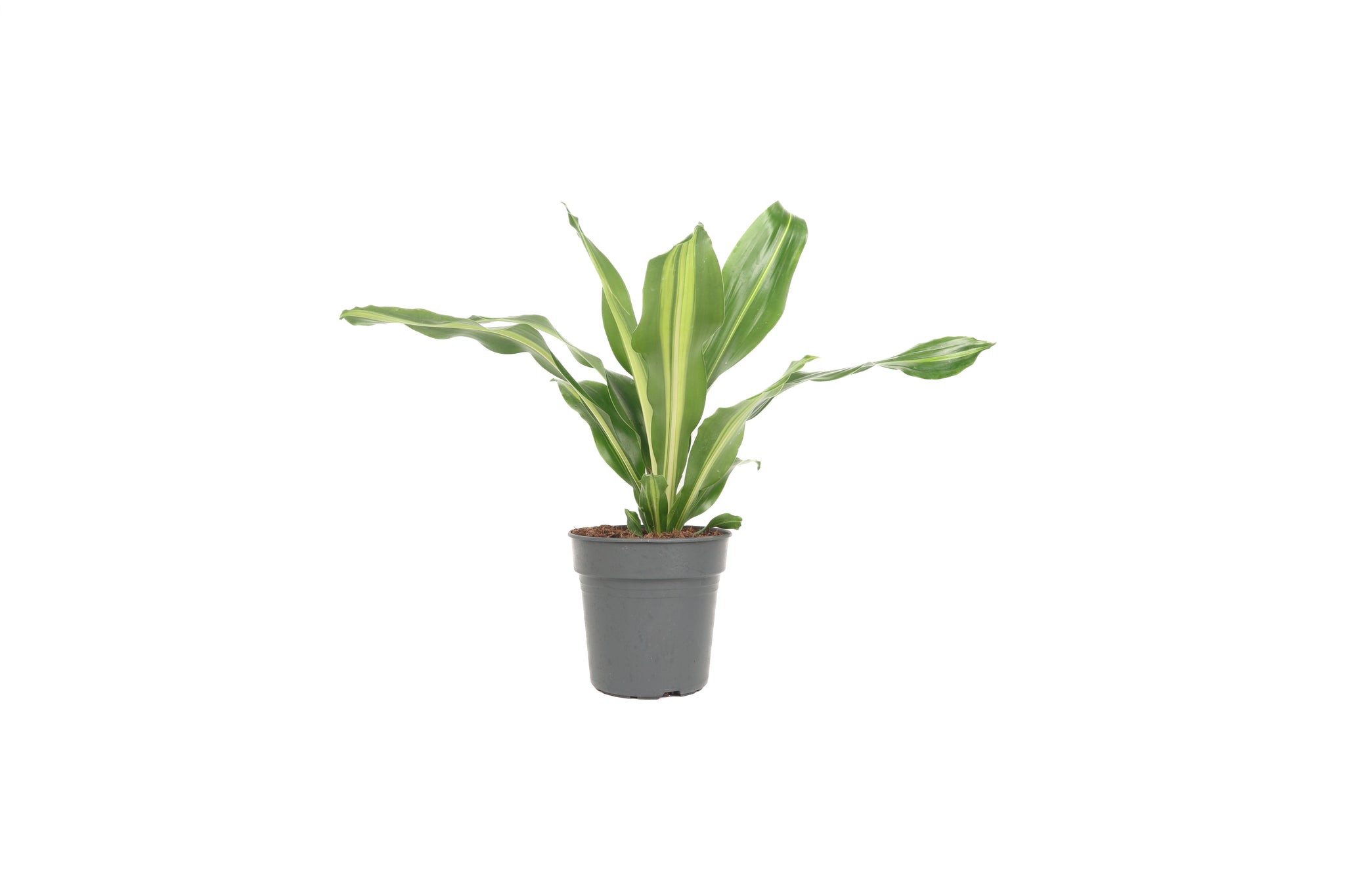 Dracaena fragrans 'Charley' – Conservatory Archives