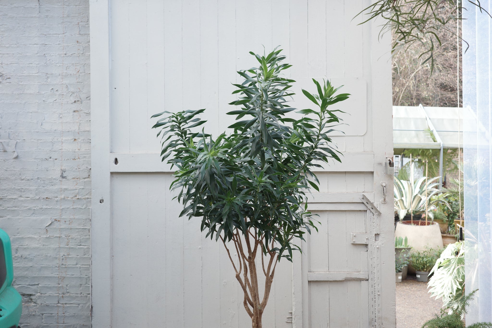 Dracaena (Pleomele) reflexa – Conservatory Archives