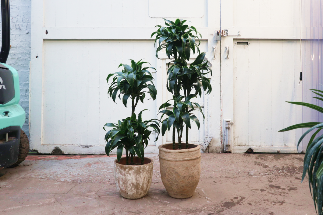 Dracaena fragrans 'Dorado'