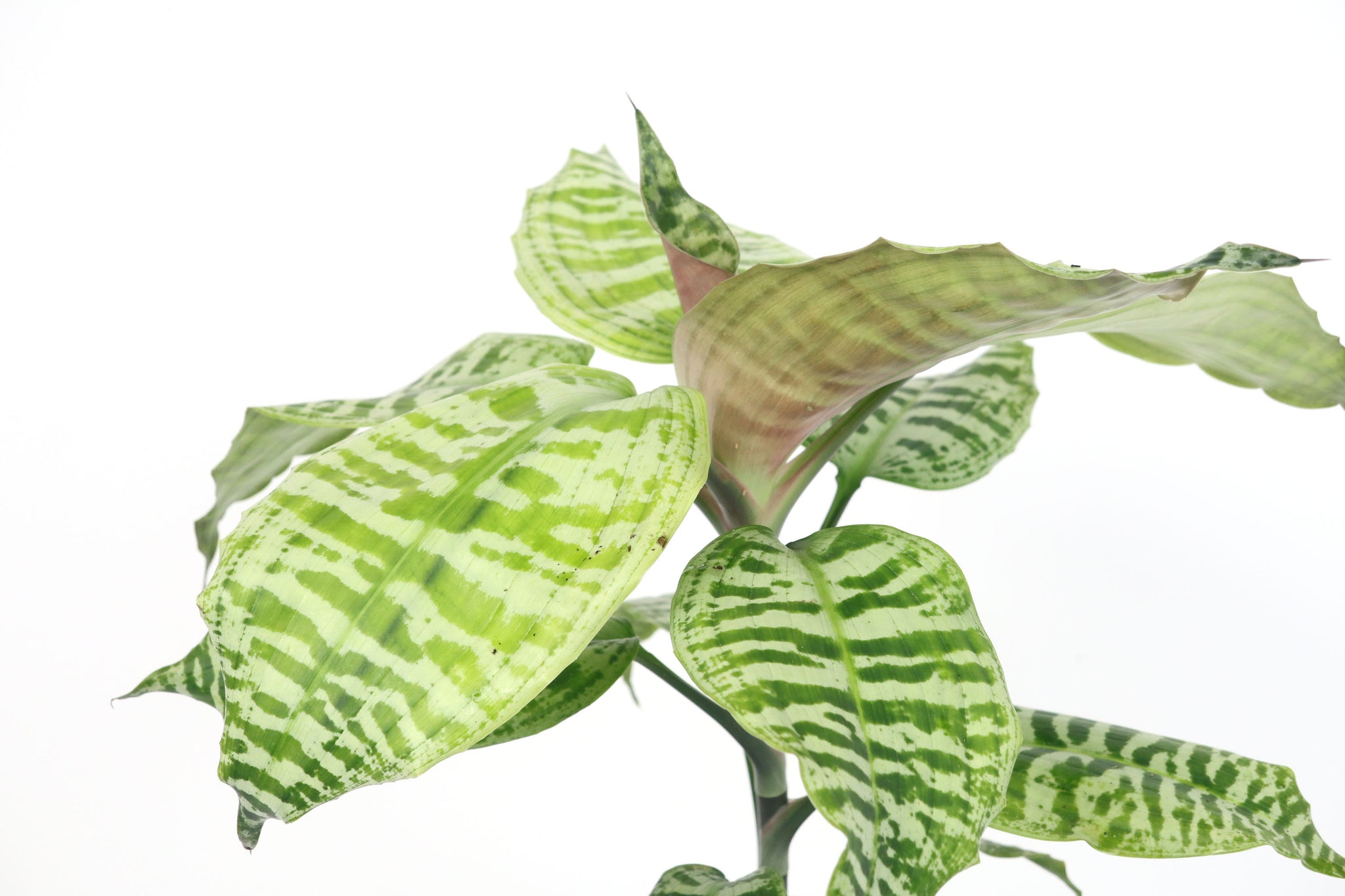Dracaena goldieana – Conservatory Archives