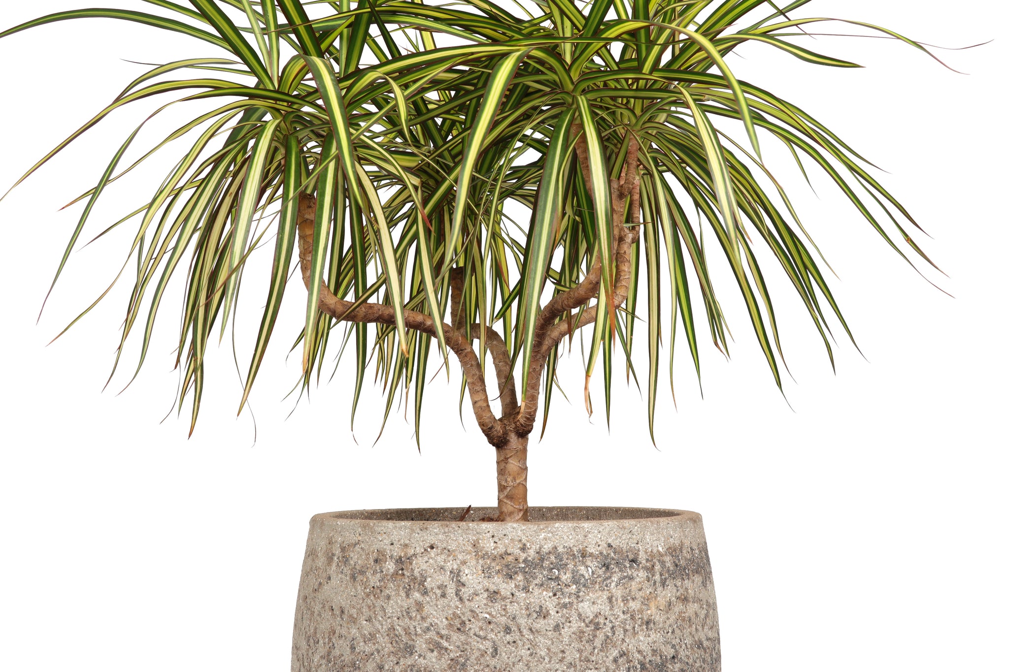dracena marginata sunray Dracaena marginata 'Sunray' – Conservatory Archives