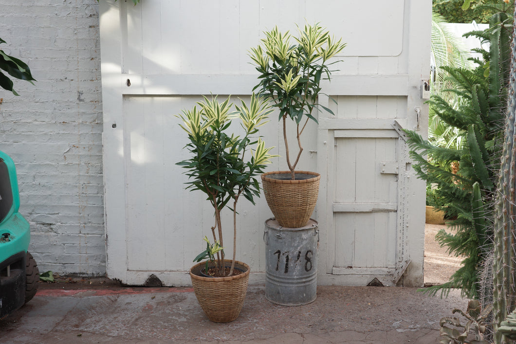 Dracaena (Pleomele) reflexa 'Song of Sri Lanka'