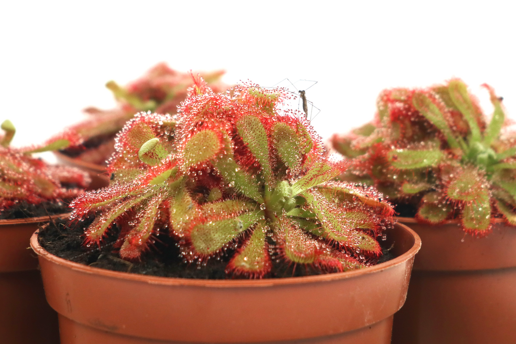 Drosera aliciae