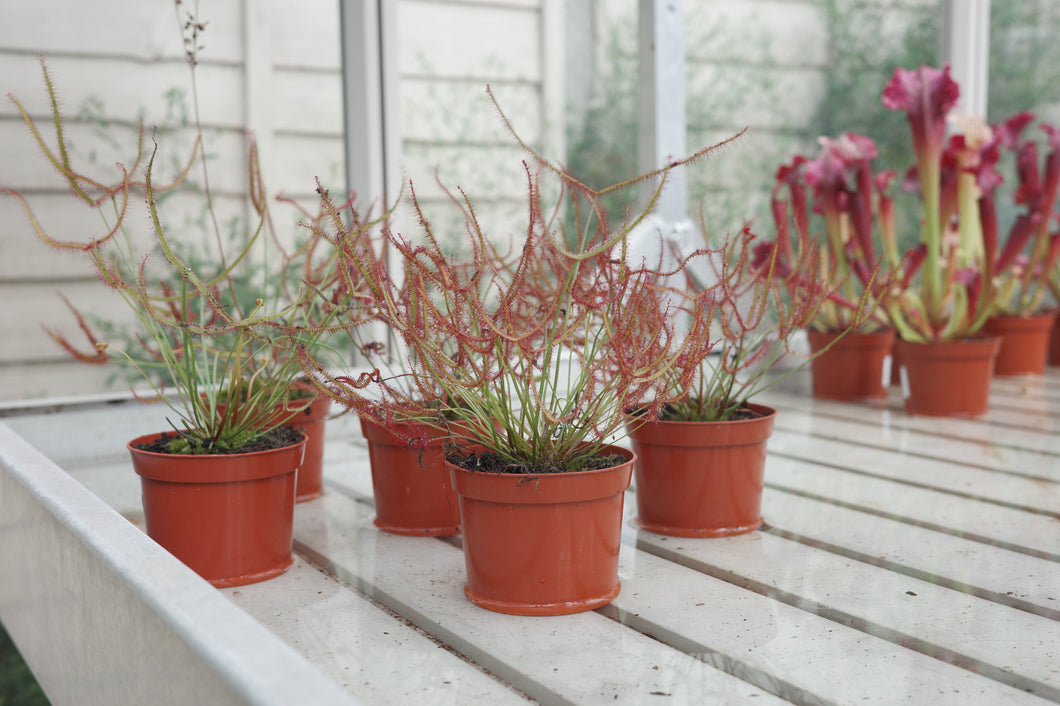 Drosera binata var. dichotoma
