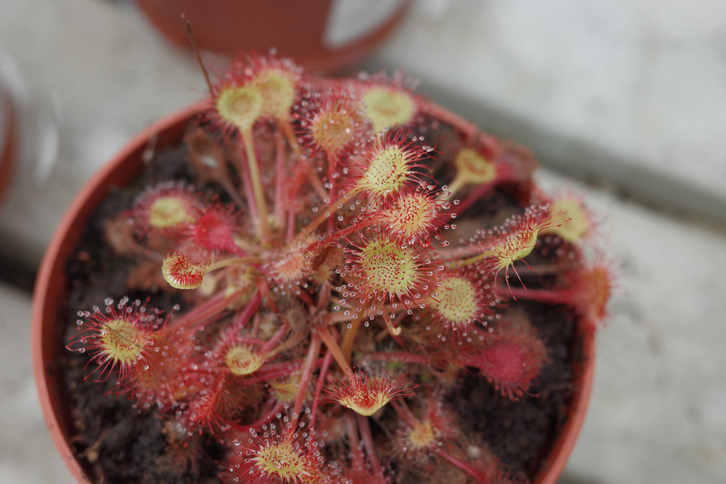 Drosera rotundifolia