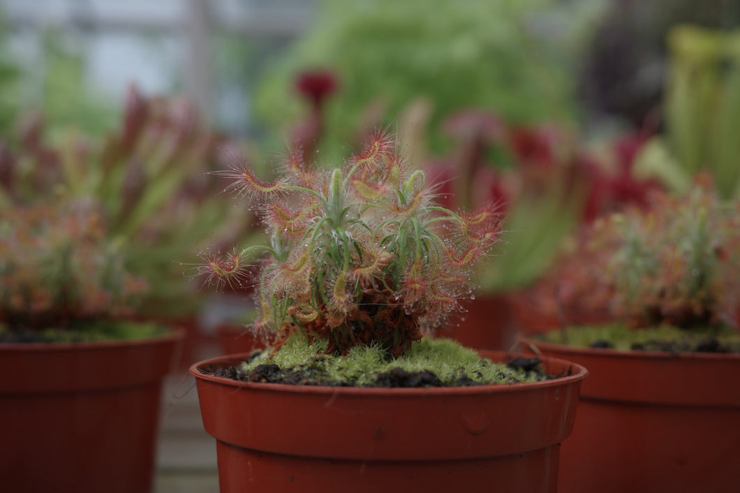 Drosera scorpioides