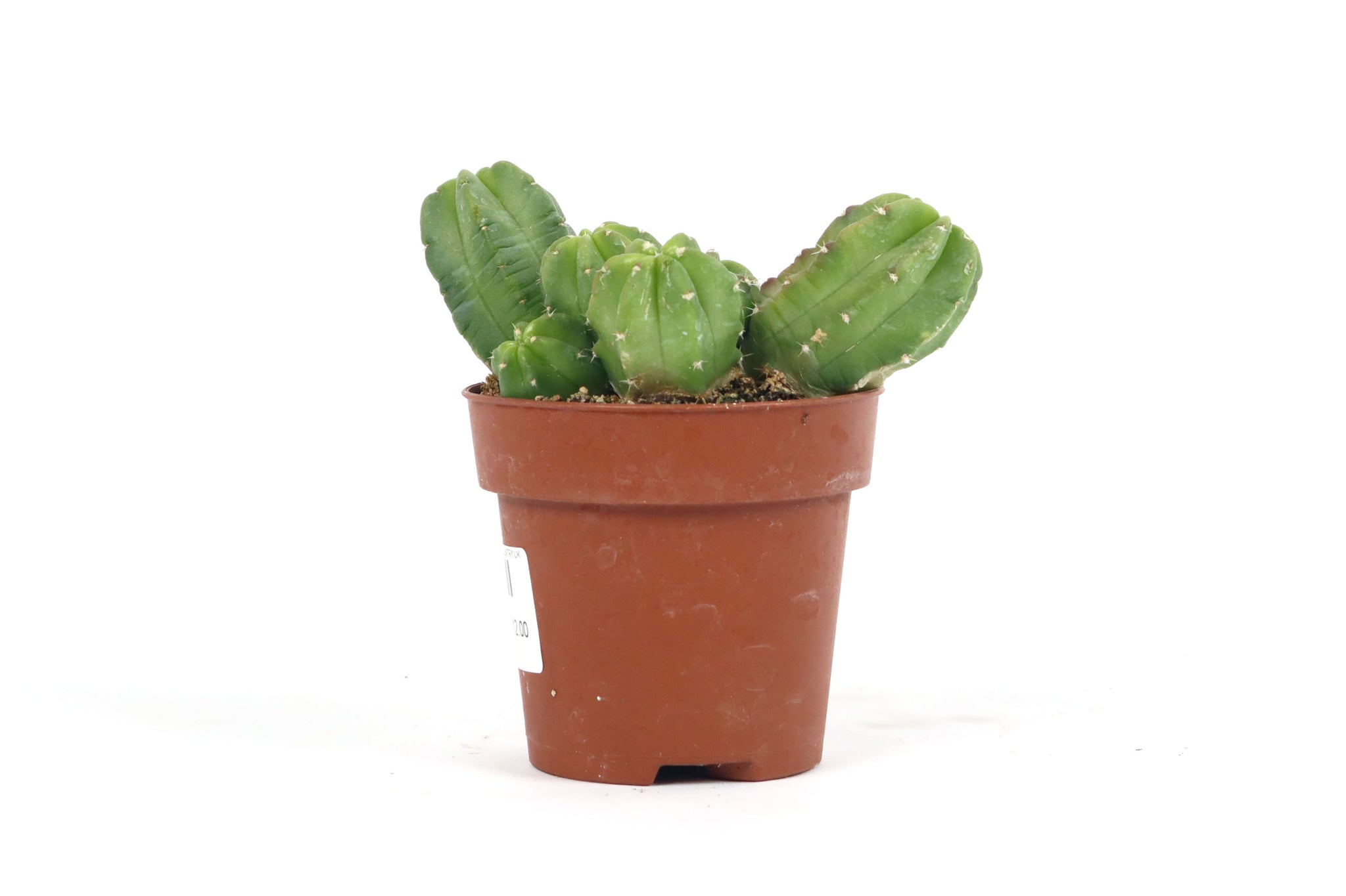 Echinocereus morricalii – Conservatory Archives