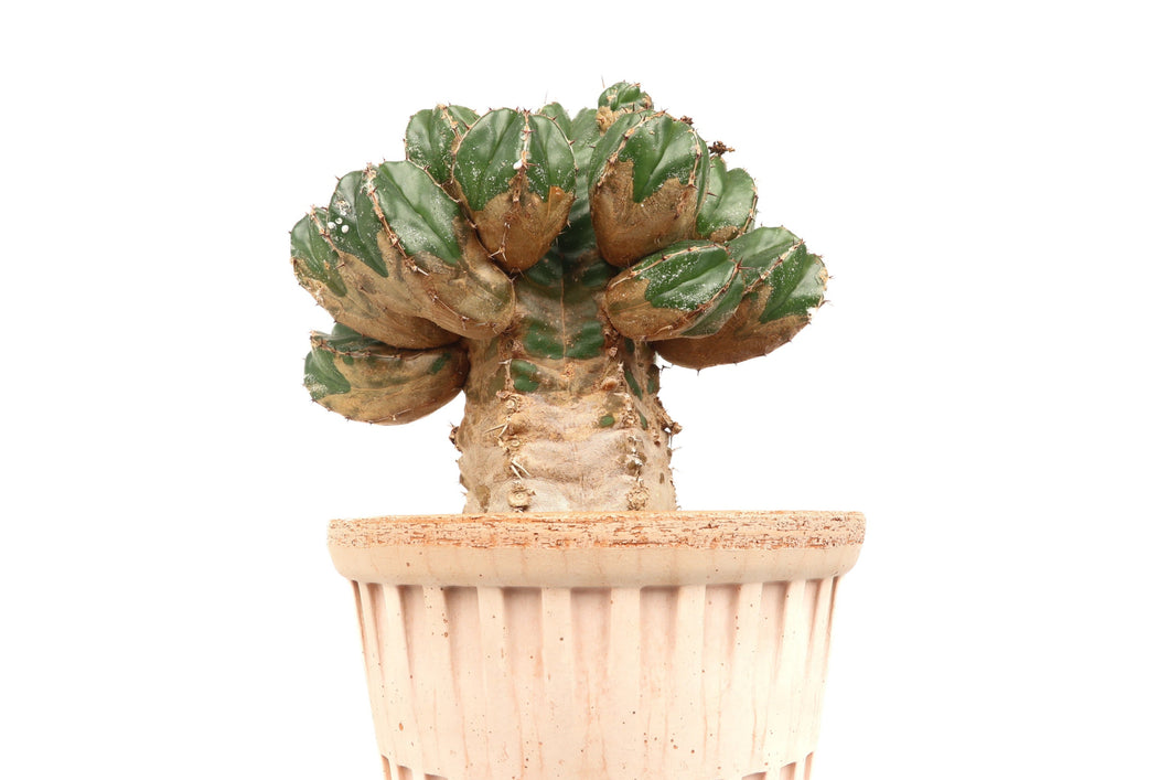 Euphorbia handiensis