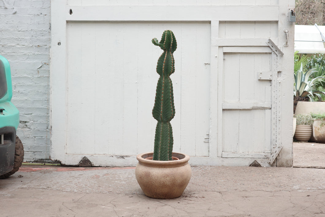 Euphorbia abyssinica