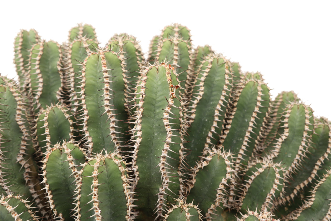Euphorbia polyacantha