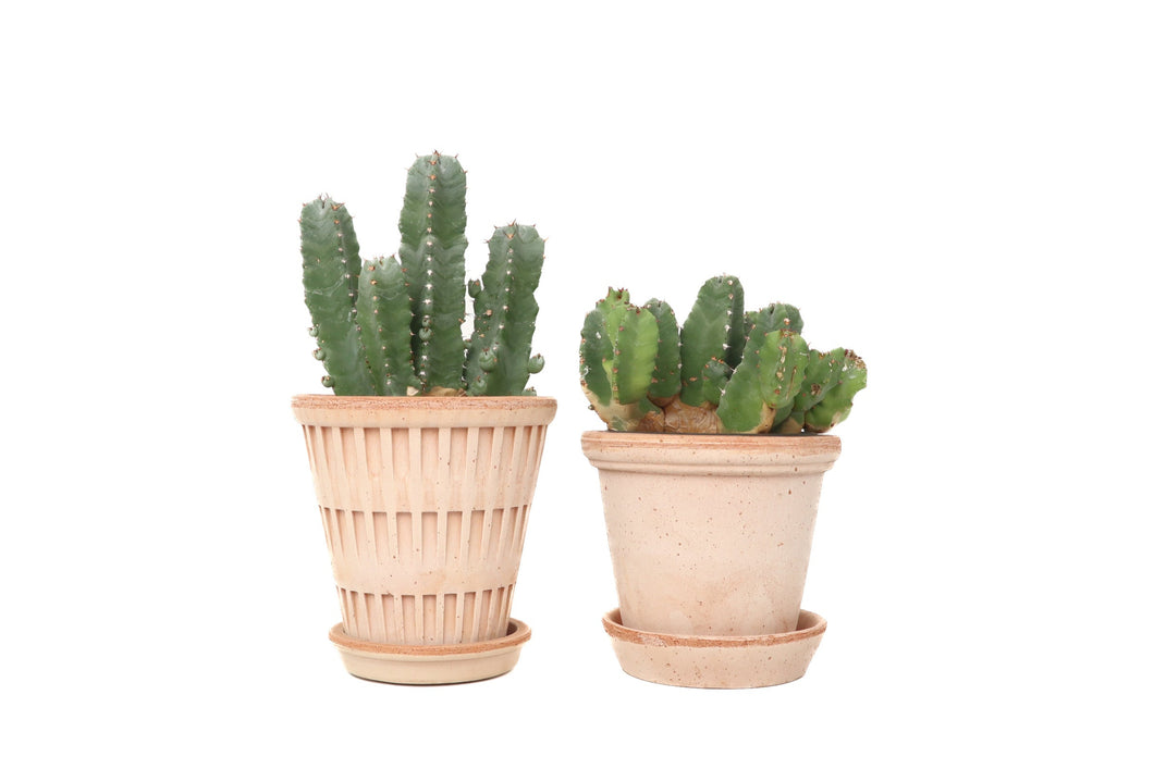 Euphorbia resinifera