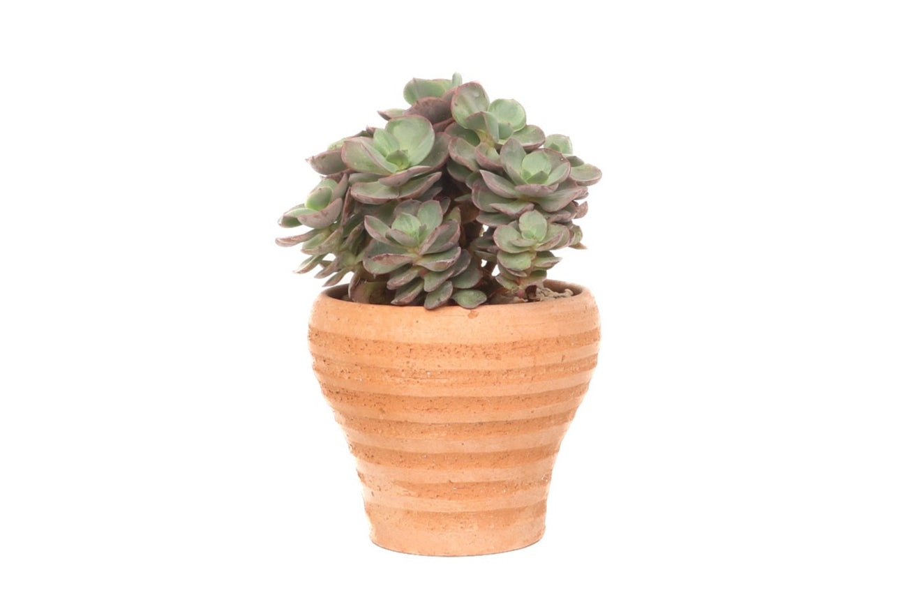 suyon succulent Echeveria suyon – Conservatory Archives