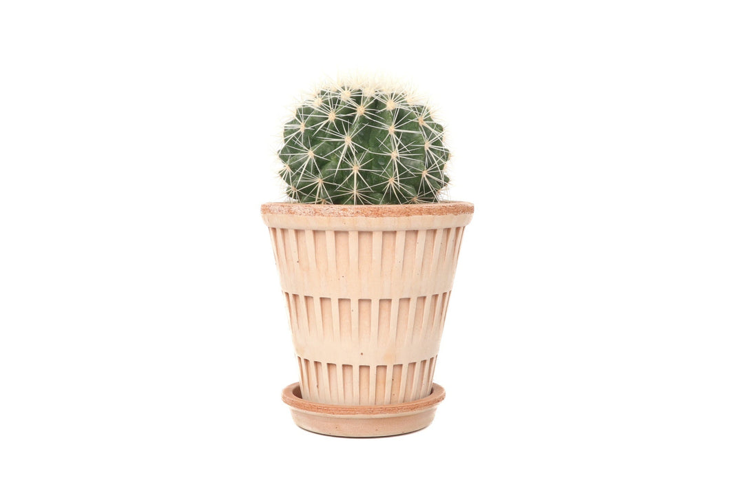 Echinocactus grusonii var. albispinus
