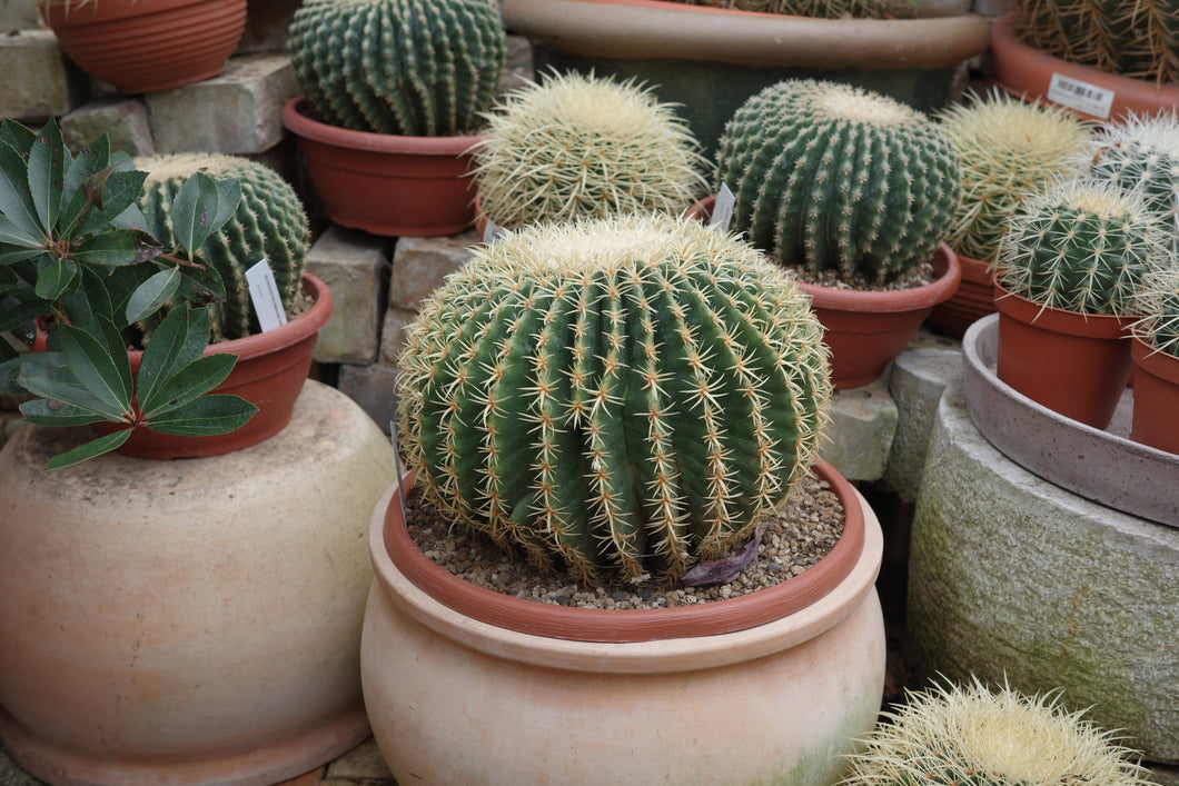 Echinocactus grusonii inermis uncinatus
