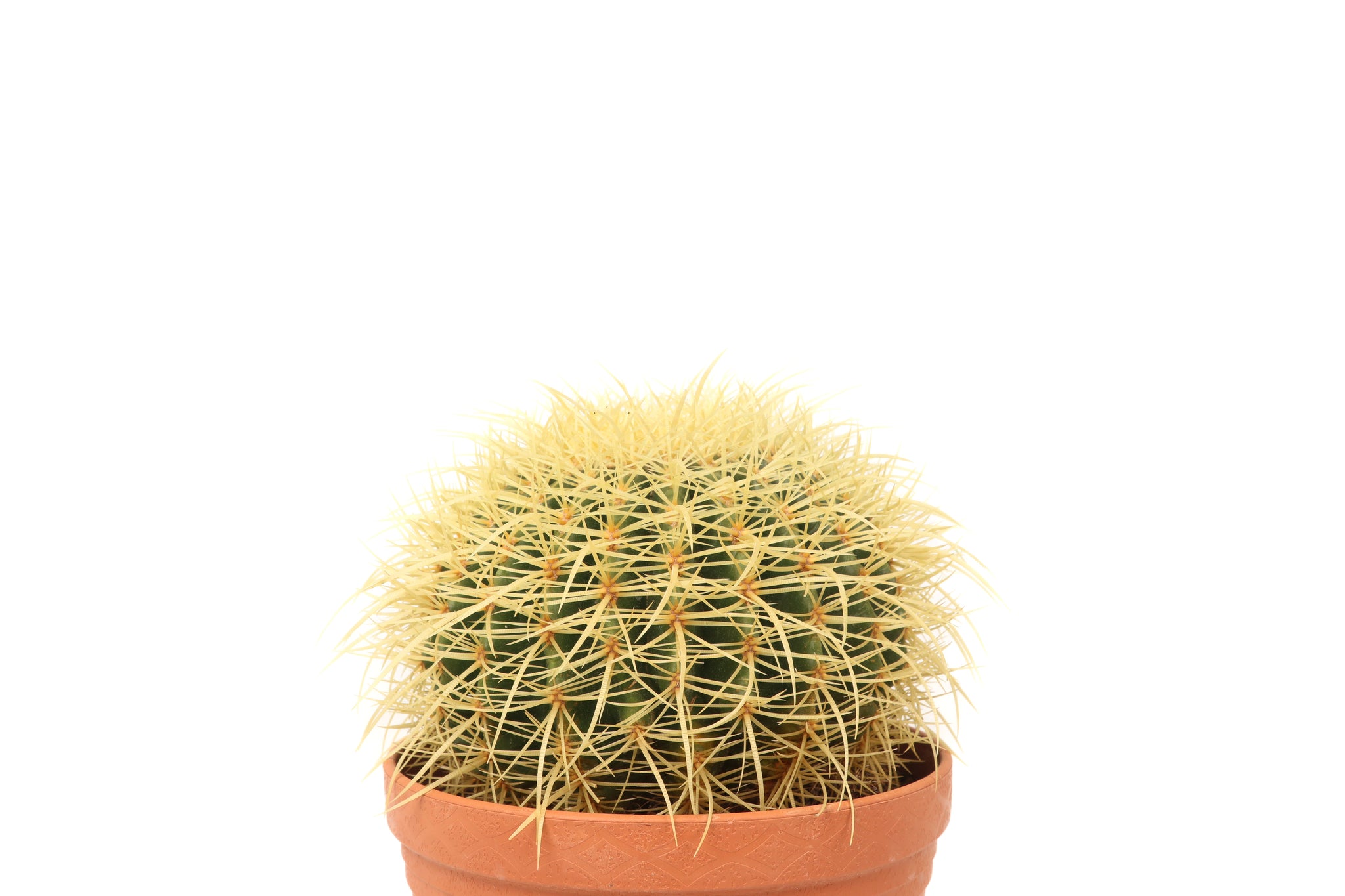 Echinocactus grusonii – Conservatory Archives