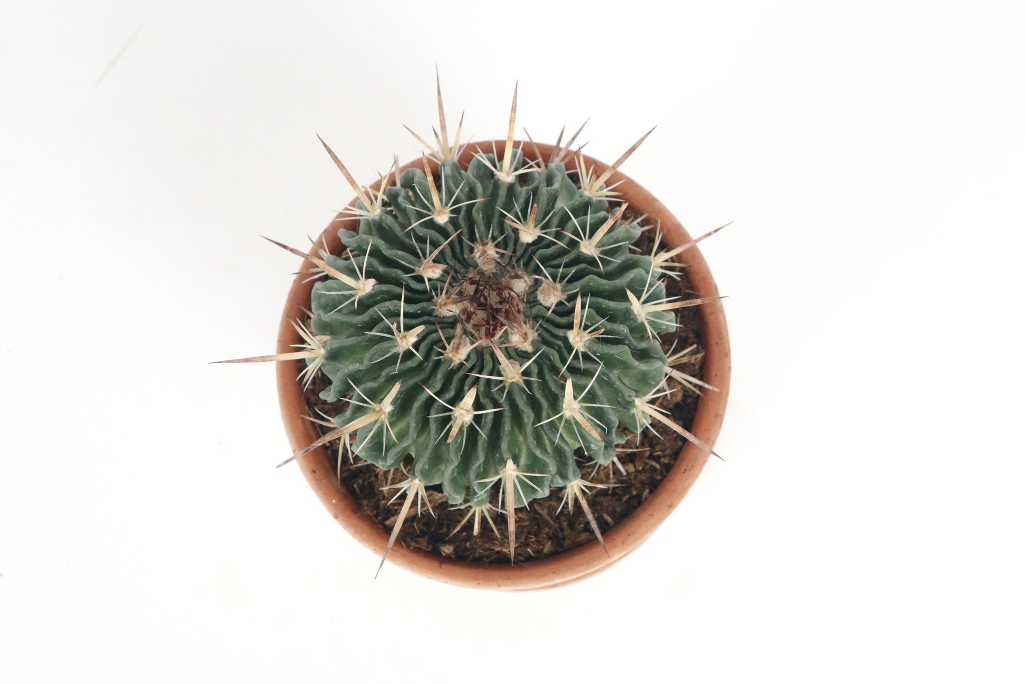 Stenocactus (Echinofossulocactus) multicostatus – Conservatory