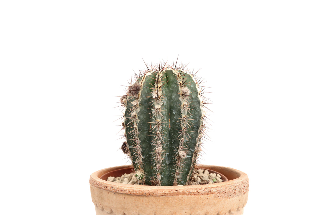 Echinopsis 'Haku-jo Maru'