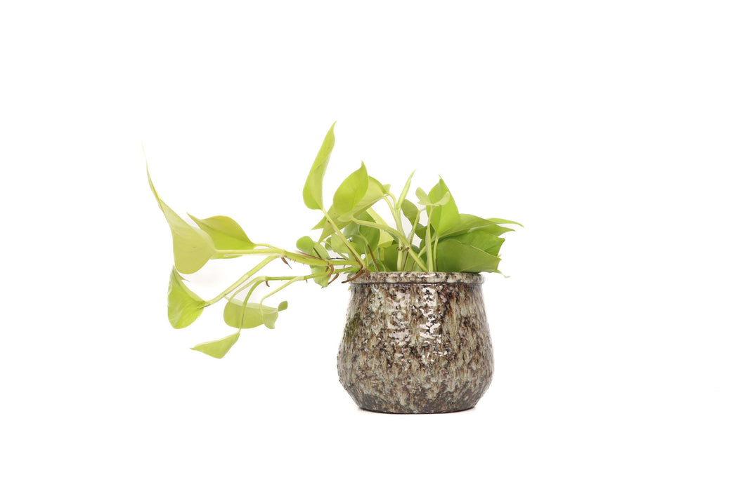 golden pothos uk Epipremnum pinnatum 'Golden Pothos' – Conservatory Archives