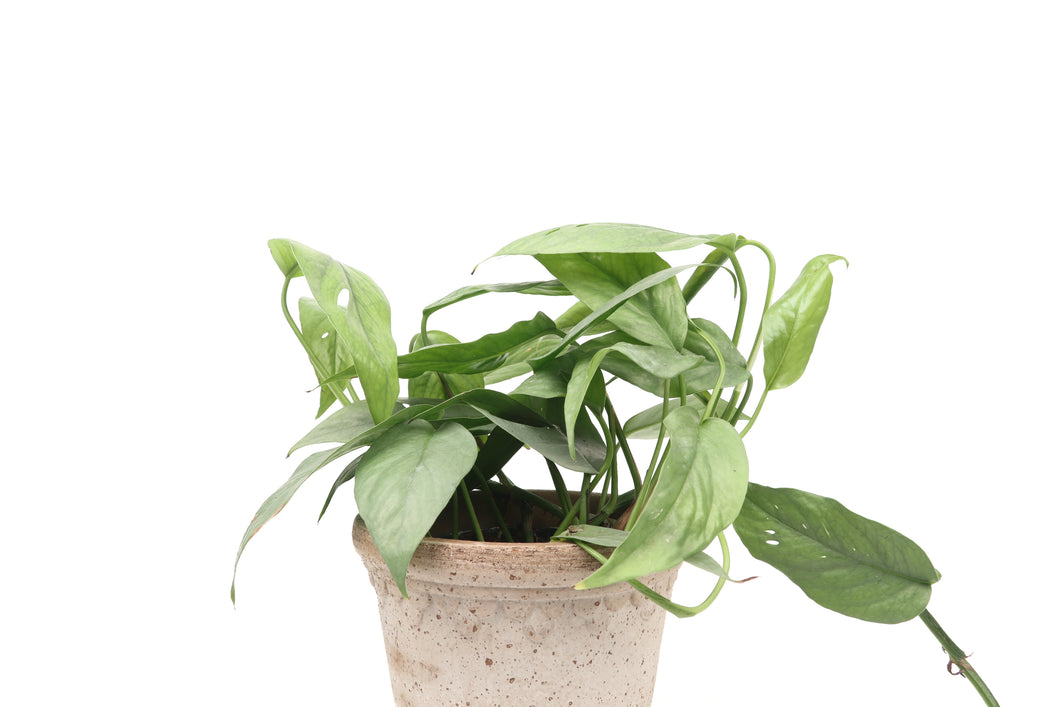 Epipremnum pinnatum 'Cebu Blue'