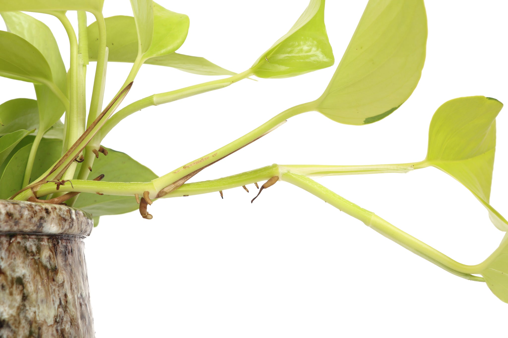 golden pothos uk Epipremnum pinnatum 'Golden Pothos' – Conservatory Archives