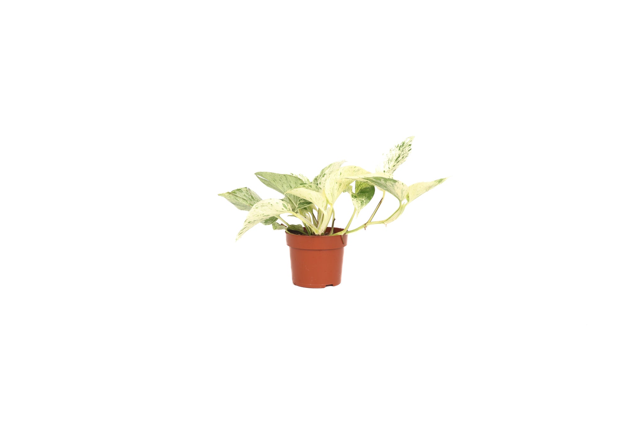 aglaonema snow leopard Epipremnum 'Snow Leopard' – Conservatory Archives
