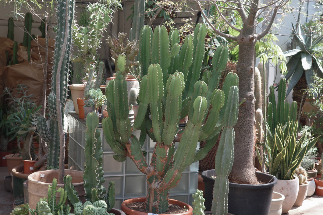 Euphorbia ingens Specimen 55 / 170