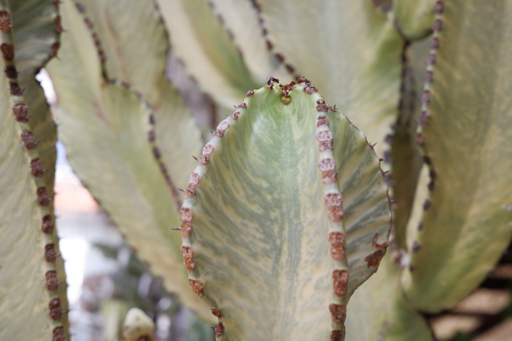 Euphorbia ingens f. variegata Specimen 65 / 260 – Conservatory Archives