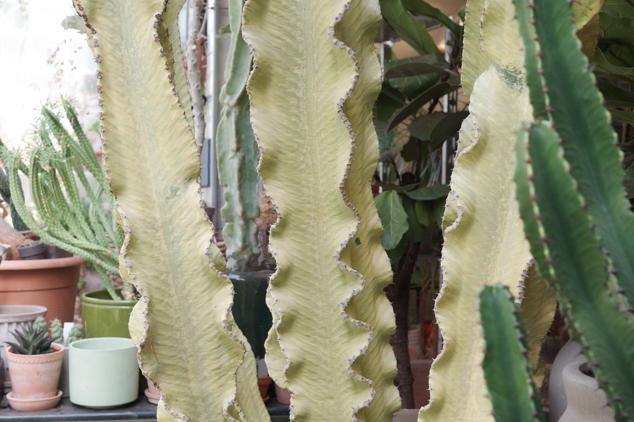 Euphorbia ingens f. variegata Specimen 65 / 260 – Conservatory Archives