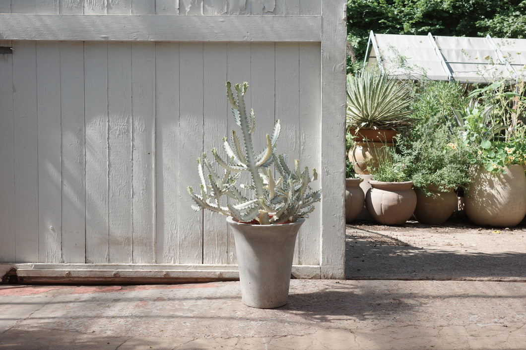 Euphorbia lactea cv. White Ghost Specimen 30 / 100