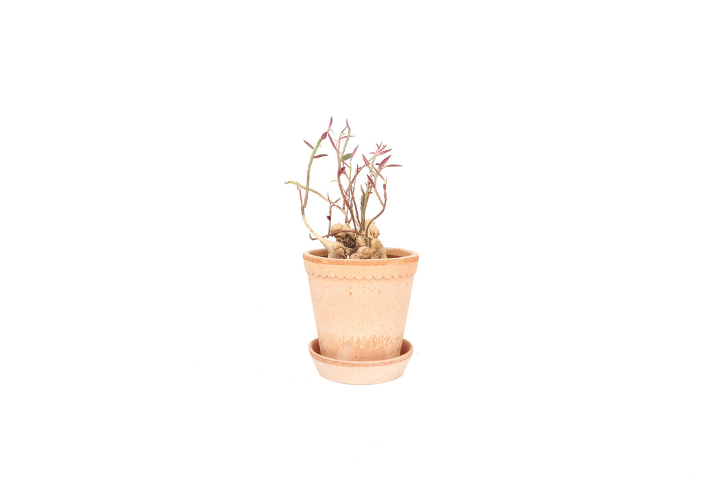 Euphorbia neorubella  (Monadenium rubellum)