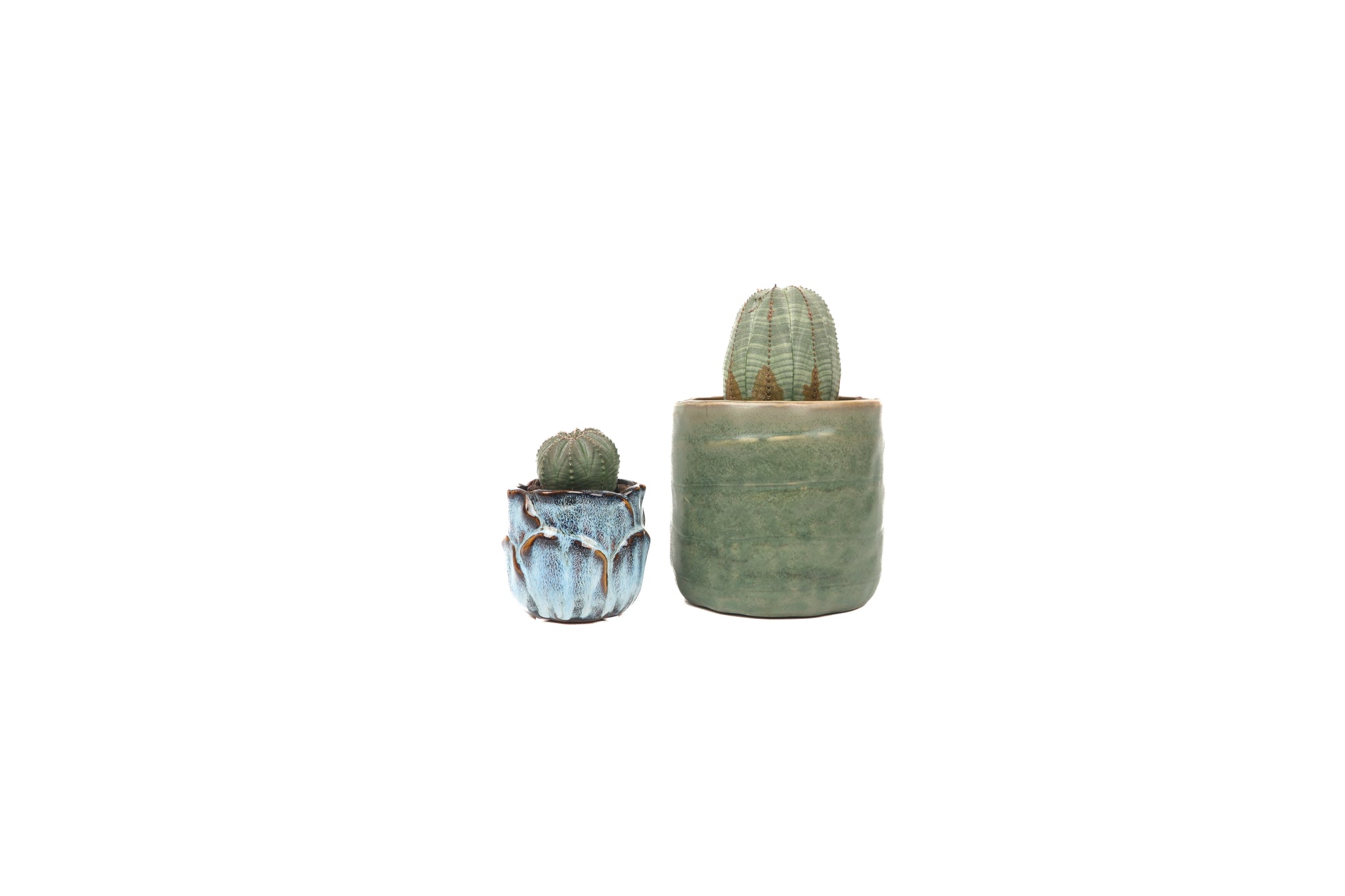 Euphorbia obesa – Conservatory Archives