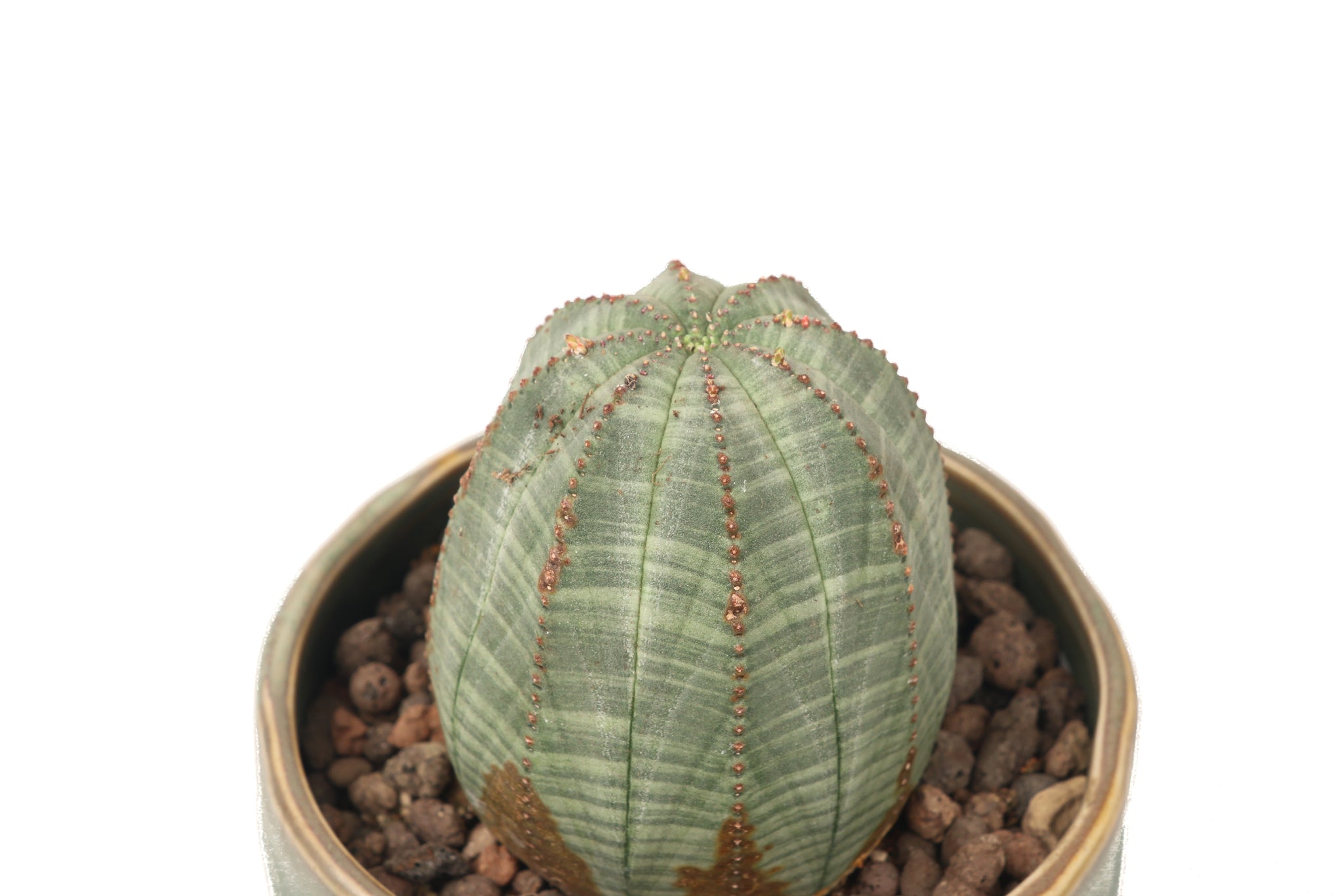 Euphorbia obesa – Conservatory Archives