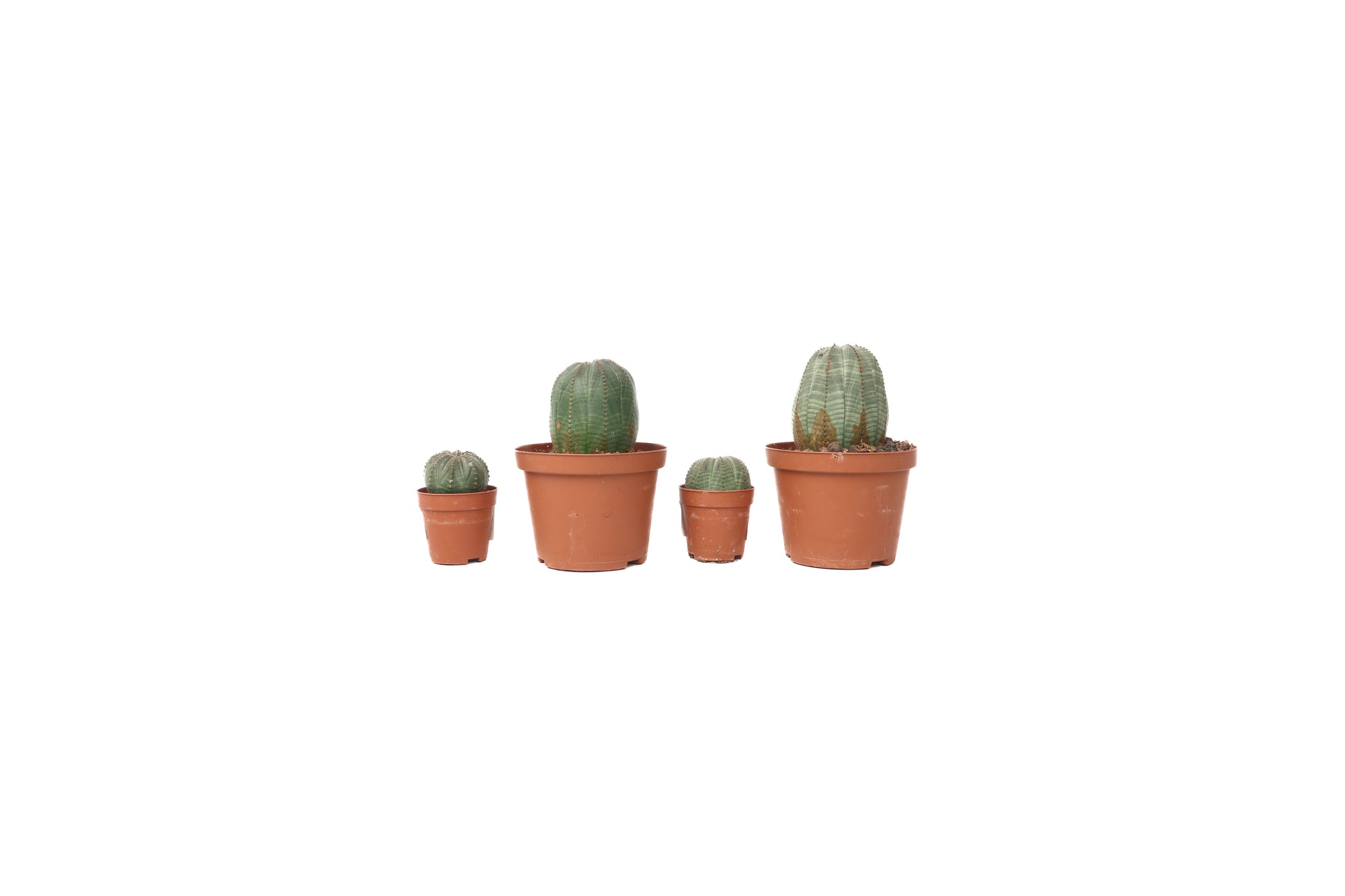 Euphorbia obesa – Conservatory Archives
