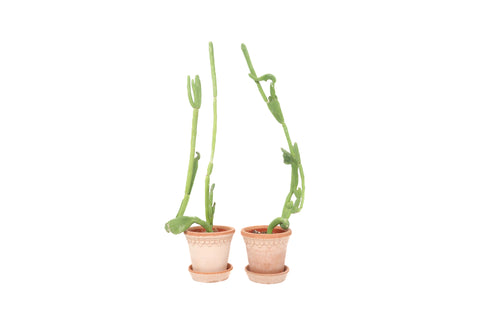 Plants