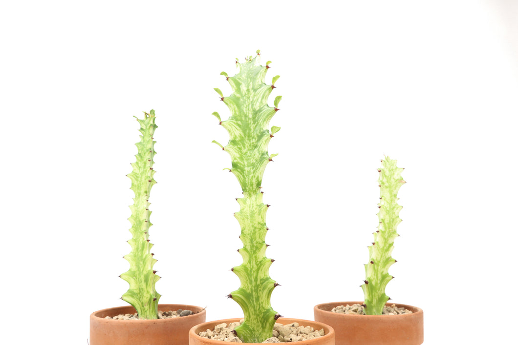 Euphorbia trigona 'Mint Cream'