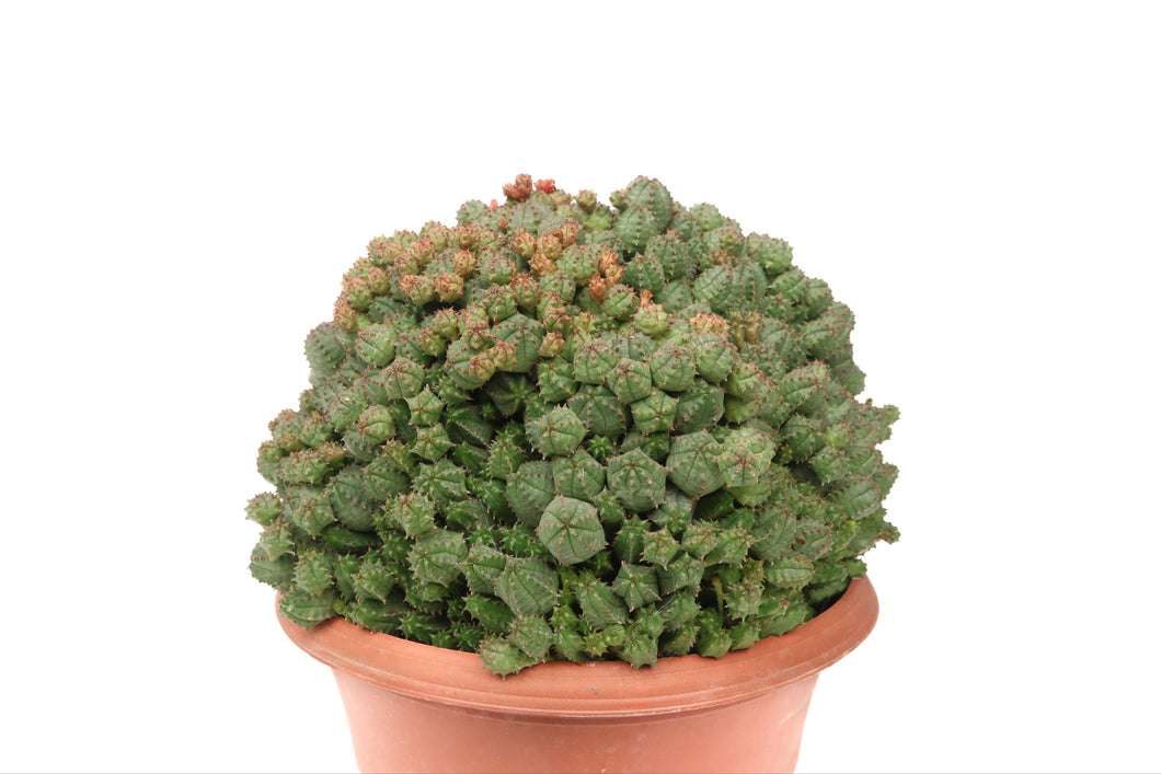 Euphorbia daisymontana obesa x tubiglans