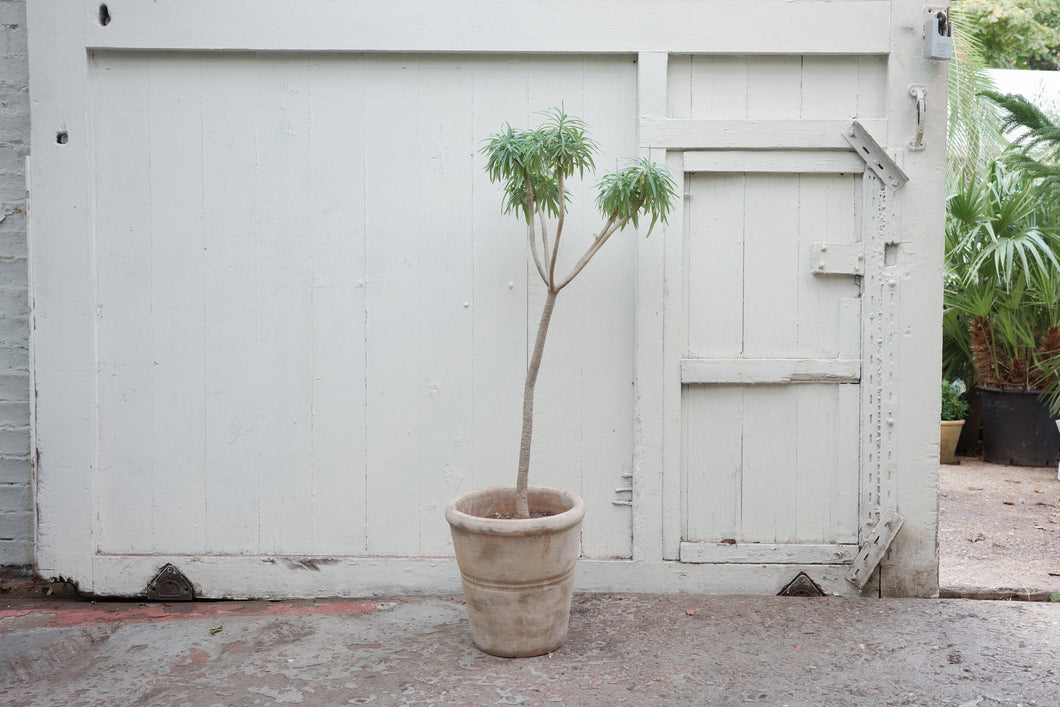 Euphorbia dendroides