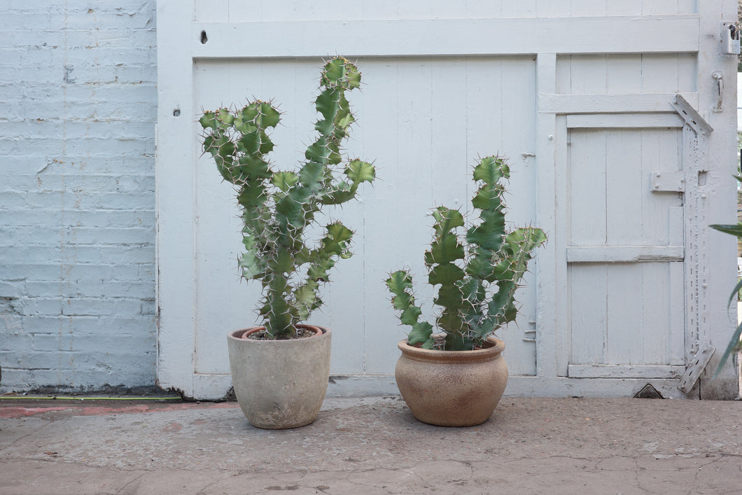 Euphorbia grandialata